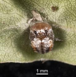 Pupa of yellow shouldered ladybird, Apolinus lividigaster (Coleoptera: Coccinellidae). Creator: Tim Holmes. © Plant & Food Research. [Image: 2AX9]