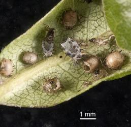 Moulted skins of larva of yellow shouldered ladybird, Apolinus lividigaster (Coleoptera: Coccinellidae), that were feeding on aphids on Pittosporum tenuifolium. Creator: Tim Holmes. © Plant & Food Research. [Image: 2AXA]