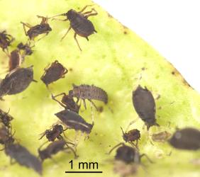 Small larva of yellow shouldered ladybird, Apolinus lividigaster (Coleoptera: Coccinellidae), feeding on aphids on a citrus tree. Creator: Tim Holmes. © Plant & Food Research. [Image: 2AXB]