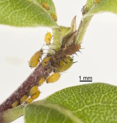 Larva of yellow shouldered ladybird, Apolinus lividigaster (Coleoptera: Coccinellidae), feeding on aphids on Myoporum laetum. Creator: Tim Holmes. © Plant & Food Research. [Image: 2AXC]