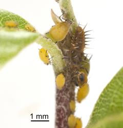 Larva of yellow shouldered ladybird, Apolinus lividigaster (Coleoptera: Coccinellidae), feeding on aphids on Myoporum laetum. Creator: Tim Holmes. © Plant & Food Research. [Image: 2AXD]