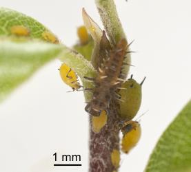 Larva of yellow shouldered ladybird, Apolinus lividigaster (Coleoptera: Coccinellidae), feeding on aphids on Myoporum laetum. Creator: Tim Holmes. © Plant & Food Research. [Image: 2AXE]