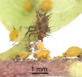 Larva of yellow shouldered ladybird, Apolinus lividigaster (Coleoptera: Coccinellidae), feeding on aphids on Myoporum laetum. Creator: Tim Holmes. © Plant & Food Research. [Image: 2AXF]