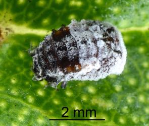 Side view of pupa of yellow shouldered ladybird, Apolinus lividigaster (Coleoptera: Coccinellidae). Creator: Nicholas A. Martin. © Plant & Food Research. [Image: 2AXG]