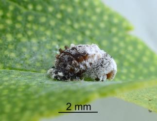 Side view of pupa of yellow shouldered ladybird, Apolinus lividigaster (Coleoptera: Coccinellidae) on  Myoporum laetum. Creator: Nicholas A. Martin. © Plant & Food Research. [Image: 2AXH]