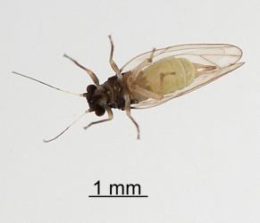 Underside of an adult female Australian solanum psyllid, Acizzia solanicola (Hemiptera: Psyllidae), note the pointed tip of the abdomen. Creator: Tim Holmes. © Plant & Food Research. [Image: 2B0H]