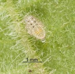 Nymph of Australian solanum Acizzia solanicola (Hemiptera: Psyllidae), on underside of leaf of cape gooseberry, Physalis peruviana (Solanaceae). Creator: Tim Holmes. © Plant & Food Research. [Image: 2B0J]