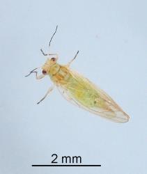 Adult female Australian solanum psyllid, Acizzia solanicola (Hemiptera: Psyllidae), note the pointed tip of the abdomen. Creator: Nicholas A. Martin. © Plant & Food Research. [Image: 2B0P]