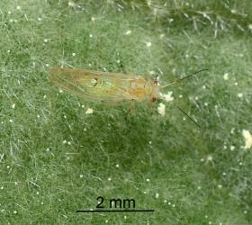 Adult female Australian solanum psyllid, Acizzia solanicola (Hemiptera: Psyllidae) on Solanum mauritianum leaf. Creator: Nicholas A. Martin. © Plant & Food Research. [Image: 2B0R]
