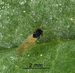 Adult male Australian solanum psyllid, Acizzia solanicola (Hemiptera: Psyllidae) on Solanum mauritianum leaf. Creator: Nicholas A. Martin. © Plant & Food Research. [Image: 2B0S]