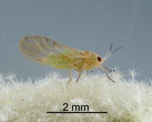 Adult female Australian solanum psyllid, Acizzia solanicola (Hemiptera: Psyllidae), note the pointed tip of the abdomen. Creator: Nicholas A. Martin. © Plant & Food Research. [Image: 2B0T]