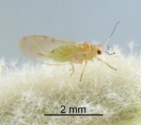 Adult female Australian solanum psyllid, Acizzia solanicola (Hemiptera: Psyllidae), note the pointed tip of the abdomen. Creator: Nicholas A. Martin. © Plant & Food Research. [Image: 2B0U]