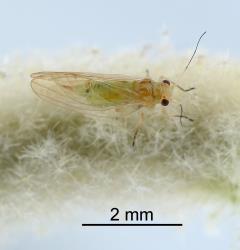 Adult female Australian solanum psyllid, Acizzia solanicola (Hemiptera: Psyllidae), note the slender end of the abdomen. Creator: Nicholas A. Martin. © Plant & Food Research. [Image: 2B0V]