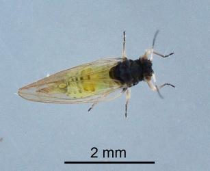 Adult female Australian solanum psyllid, Acizzia solanicola (Hemiptera: Psyllidae), note the pointed tip of the abdomen. Creator: Nicholas A. Martin. © Plant & Food Research. [Image: 2B0W]