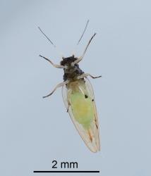 Underside of an adult female Australian solanum psyllid, Acizzia solanicola (Hemiptera: Psyllidae), note the slender end of the abdomen. Creator: Nicholas A. Martin. © Plant & Food Research. [Image: 2B0Y]
