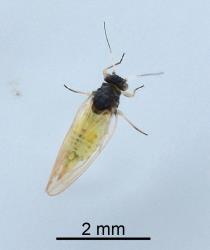 Adult female Australian solanum psyllid, Acizzia solanicola (Hemiptera: Psyllidae), note the pointed tip of the abdomen. Creator: Nicholas A. Martin. © Plant & Food Research. [Image: 2B0Z]