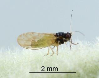 Adult male Australian solanum psyllid, Acizzia solanicola (Hemiptera: Psyllidae), note the upturned end of the abdomen. Creator: Nicholas A. Martin. © Plant & Food Research. [Image: 2B11]