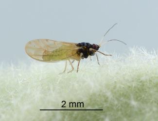 Adult female Australian solanum psyllid, Acizzia solanicola (Hemiptera: Psyllidae), note the upturned end of the abdomen. Creator: Nicholas A. Martin. © Plant & Food Research. [Image: 2B12]