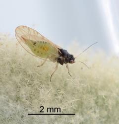 Adult female Australian solanum psyllid, Acizzia solanicola (Hemiptera: Psyllidae), note the pointed tip of the abdomen. Creator: Nicholas A. Martin. © Plant & Food Research. [Image: 2B15]