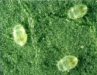 Larvae of greenhouse whitefly, Trialeurodes vaporariorum (Westwood, 1856) (Hemiptera: Aleyrodidae). Young larvae are flat, while the fourth stage larvae swell up and form puparia. Creator: DSIR Photographers. © Plant & Food Research. [Image: 2B16]