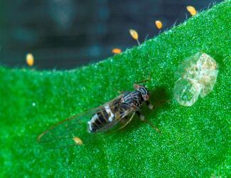Adult tomato potato psyllid, Bactericera cockerelli (Hemiptera: Triozidae), with moulted skin of nymph and yellow eggs on stalks. © Plant & Food Research. [Image: 2BBP]