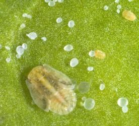 Tomato potato psyllid, Bactericera cockerelli (Hemiptera: Triozidae), nymph with wing buds and white 'psyllid sugars', the wax coated excess sap excreted by the insects. © Plant & Food Research. [Image: 2BBQ]