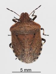 Adult Brown shield bug, Dictyotus caenosus (Hemiptera: Pentatomidae). Creator: Tim Holmes. © Plant & Food Research. [Image: 2BBS]