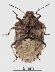 Underside of adult Brown shield bug, Dictyotus caenosus (Hemiptera: Pentatomidae). Creator: Tim Holmes. © Plant & Food Research. [Image: 2BBT]