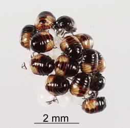 First instar nymph of Brown shield bug, Dictyotus caenosus (Hemiptera: Pentatomidae) on their egg shells. Creator: Tim Holmes. © Plant & Food Research. [Image: 2BBV]