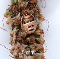Fourth instar nymph of Brown shield bug, Dictyotus caenosus (Hemiptera: Pentatomidae). Creator: Nicholas A. Martin. © Plant & Food Research. [Image: 2BBX]