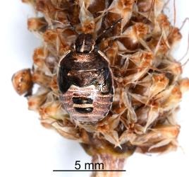 Fifth instar nymph of Brown shield bug, Dictyotus caenosus (Hemiptera: Pentatomidae). Creator: Nicholas A. Martin. © Plant & Food Research. [Image: 2BBY]
