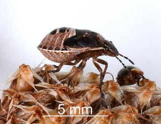 Side view of fifth instar nymph of Brown shield bug, Dictyotus caenosus (Hemiptera: Pentatomidae). Creator: Nicholas A. Martin. © Plant & Food Research. [Image: 2BBZ]