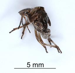 Moulted nymphal skin of Brown shield bug, Dictyotus caenosus (Hemiptera: Pentatomidae). Creator: Nicholas A. Martin. © Plant & Food Research. [Image: 2BC2]