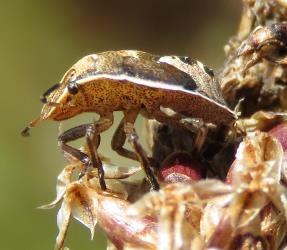 Fifth instar nymphs of adult Brown shield bug, Dictyotus caenosus (Hemiptera: Pentatomidae) on seed head of plantain, Plantago lanceolata. Creator: Nicholas A. Martin. © Nicholas A. Martin. [Image: 2BC7]