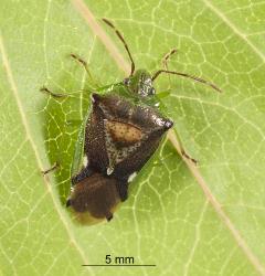 Adult Forest shield bug, Oncacontias vittatus (Hemiptera: Acanthosomatidae). Creator: Tim Holmes. © Plant & Food Research. [Image: 2BCH]