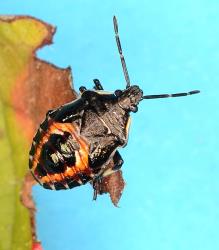 Fifth instar nymph of Schellenberg's soldier bug, Oechalia schellenbergii (Hempitera: Pentatomidae). Creator: Nicholas A. Martin. © Plant & Food Research. [Image: 2BCL]