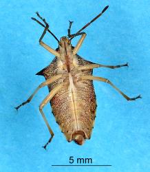 Underside of adult Schellenberg's soldier bug, Oechalia schellenbergii (Hempitera: Pentatomidae), note the forward pointing spine between the last two pairs of legs. Creator: Nicholas A. Martin. © Plant & Food Research. [Image: 2BCM]