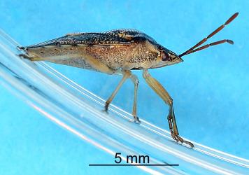 Underside of adult Schellenberg's soldier bug, Oechalia schellenbergii (Hempitera: Pentatomidae), note the forward pointing spine between the last two pairs of legs. Creator: Nicholas A. Martin. © Plant & Food Research. [Image: 2BCN]