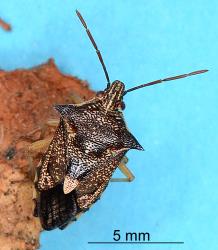 Adult Schellenberg's soldier bug, Oechalia schellenbergii (Hempitera: Pentatomidae). Creator: Nicholas A. Martin. © Plant & Food Research. [Image: 2BCP]