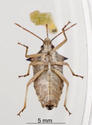 Adult Schellenberg's soldier bug, Oechalia schellenbergii (Hempitera: Pentatomidae) feeding on a caterpillar. Creator: Tim Holmes. © Plant & Food Research. [Image: 2BCR]