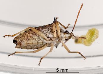 Adult Schellenberg's soldier bug, Oechalia schellenbergii (Hempitera: Pentatomidae) feeding on a caterpillar. Creator: Tim Holmes. © Plant & Food Research. [Image: 2BCS]