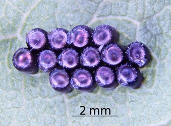 Fourteen eggs of Brown soldier bug, Cermatulus nasalis nasalis (Hemiptera: Pentatomidae). Creator: Nicholas A. Martin. © Plant & Food Research. [Image: 2BCW]