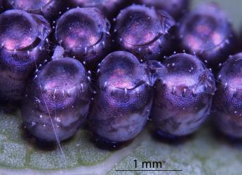 Side view of hatched eggs of Brown soldier bug, Cermatulus nasalis nasalis (Hemiptera: Pentatomidae). Creator: Nicholas A. Martin. © Plant & Food Research. [Image: 2BCY]