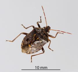 Adult Brown soldier bug, Cermatulus nasalis nasalis (Hemiptera: Pentatomidae). Creator: Minna Personen. © Plant & Food Research. [Image: 2BD2]