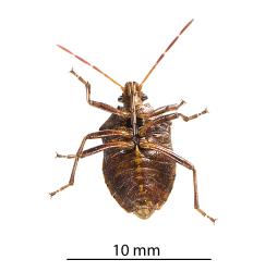 Underside of adult Brown soldier bug, Cermatulus nasalis nasalis (Hemiptera: Pentatomidae). Creator: Minna Personen. © Plant & Food Research. [Image: 2BD3]