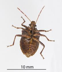 Underside of adult Brown soldier bug, Cermatulus nasalis (Hemiptera: Pentatomidae). Creator: Minna Personen. © Plant & Food Research. [Image: 2BD4]
