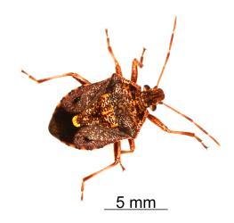 Adult Brown soldier bug, Cermatulus nasalis (Hemiptera: Pentatomidae). Creator: Nicholas A. Martin. © Plant & Food Research. [Image: 2BD8]