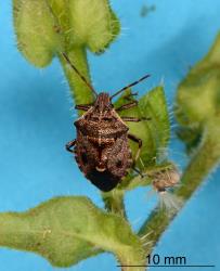 Adult Brown soldier bug, Cermatulus nasalis nasalis (Hemiptera: Pentatomidae). Creator: Nicholas A. Martin. © Plant & Food Research. [Image: 2BD9]