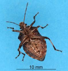 Adult Brown soldier bug, Cermatulus nasalis nasalis (Hemiptera: Pentatomidae). Creator: Nicholas A. Martin. © Plant & Food Research. [Image: 2BDB]