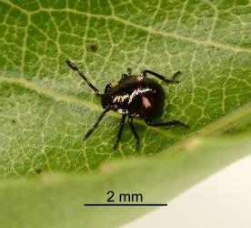 First instar nymph of Brown soldier bug, Cermatulus nasalis nasalis (Hemiptera: Pentatomidae). Creator: Nicholas A. Martin. © Plant & Food Research. [Image: 2BDE]